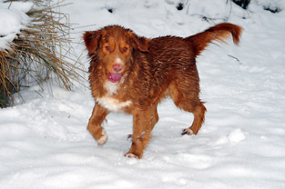 Jaxi