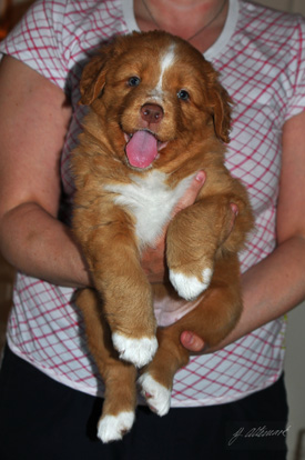 Acka Viking Hermony 6 weeks